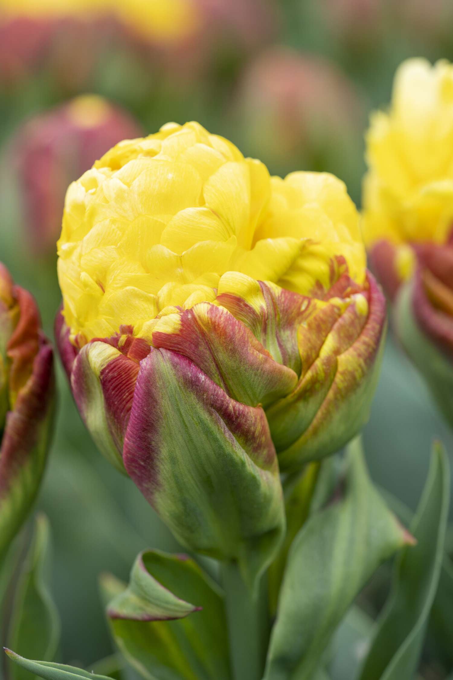 Tulipan 'Ice Cream Banana'